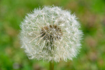 Closeup of a single dandelion in a grassy meadow on a beautiful summer day