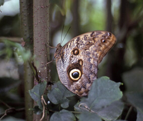 Fototapeta premium EPSON scanner image Common Owl Butterfly
