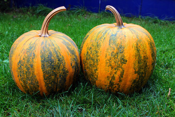striped pumpkins lie on the grass