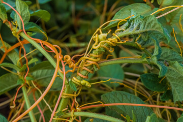 Dodder - Cuscuta on a potato bush: a quarantine plant - a parasite. Dangerous weed in the garden, a pest of agriculture.
