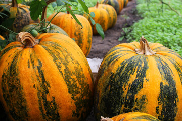 striped pumpkins lie on the ground