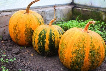 striped pumpkins lie on the ground