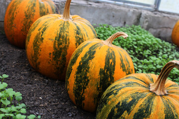 striped pumpkins lie on the ground