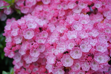 Kalmia latifolia flowers with leaves close up. Also known as mountain laurel, calico-bush, or spoonwood.