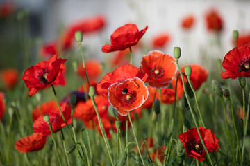 Obraz premium Bright red poppies blooming in the meadow on a summer sunny day.