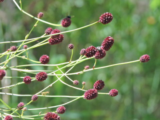Krwiściąg Lekarski Radix Sanguisorbae zioło na zatamowanie Krwotoku © Iwona