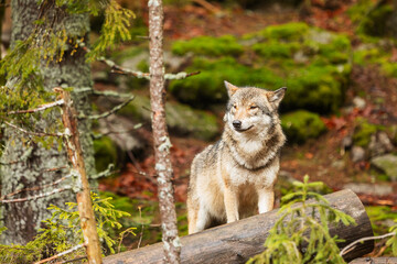 gray wolf (Canis lupus), a careful wolf searching for danger is very shy