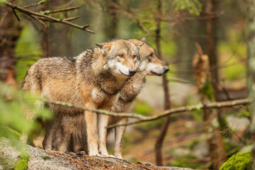 gray wolf (Canis lupus) couple standing and waiting for a pack