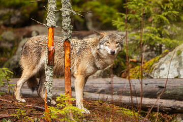 gray wolf (Canis lupus) carefully looking around the forest is very shy