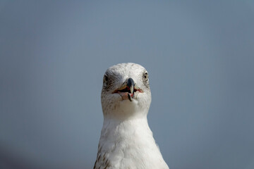 Sea gull with it's beak open