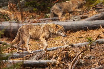 gray wolf (Canis lupus) walking wolf through forest landscape after dawn