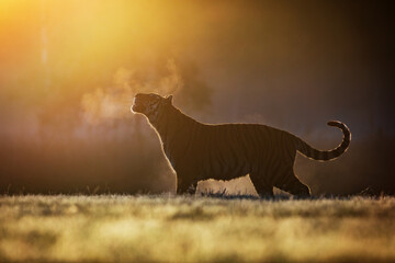 Siberian tiger (Panthera tigris tigris) magic time of dawn and silhouette of a tiger in the backlight in the cold morning © michal