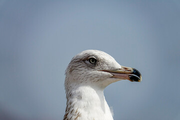 Sea gull head from the side