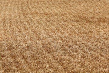 小麦畑　茨城　桜川