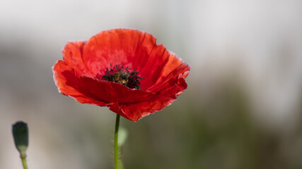 Red poppy in the morning in the garden on a summer day.