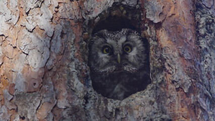 Boreal owl (Aegolius funereus) looking out from the hole of tree