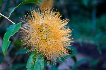 Yellow Powder Puff flower (Stifftia chrysantha), Rio, Brazil 