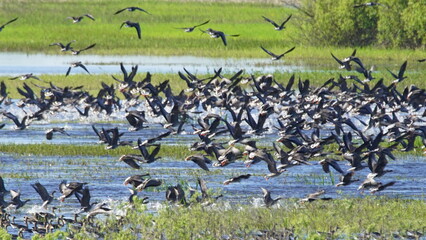 Flock of Taiga bean goose (Anser fabalis) flying above the Berezina river in Belarus