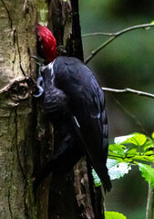 Pileated Woodpecker on a Tree