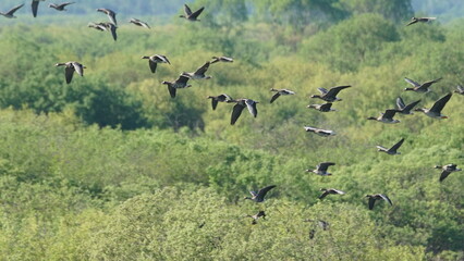 Flock of Taiga bean goose (Anser fabalis) flying above the Berezina river in Belarus