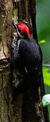 Pileated Woodpecker on a Tree
