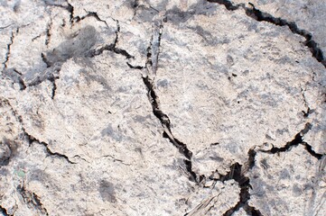 Dry cracked earth texture or background. Close up.