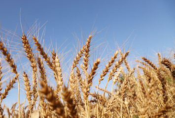 Fototapeta premium 小麦