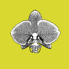 Exotic motley textured inflorescence of orchid flower isolated on white background. Black and white creative design element for floral greeting card, textile home decor, fabric, printing, poster.