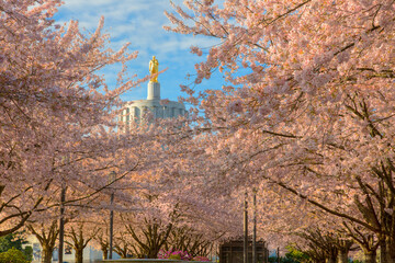 cherry blossoms in front of the Oregon State Capitol building in Salem. © Bob