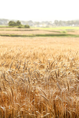小麦畑　茨城　桜川