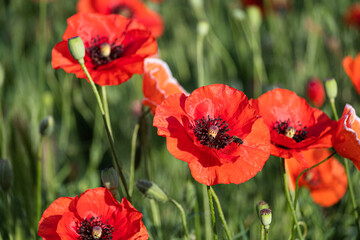 Obraz premium A group of red poppies in the garden on a summer day.