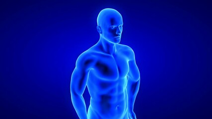 male fitness body transformation - muscle mass building animation on blue background
