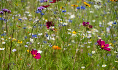 Colourful wild flowers growing in the grass, photographed on a sunny day in midsummer.