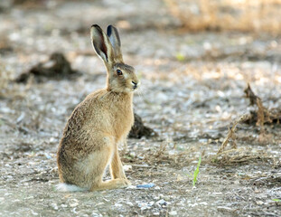 English hare at sunset. Location is a desolate rape field after harvest.