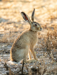 Obraz premium English hare at sunset in a harvested rape field.