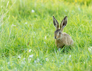 English hare at sunset in a wildflower meadow.