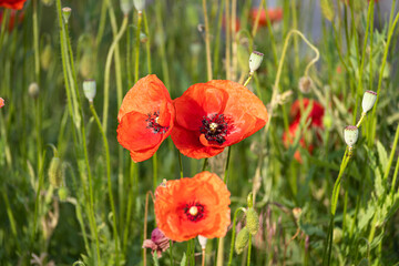 Bright red poppies blooming in the meadow on a summer sunny day.