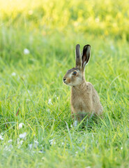 Pretty English hare at sunset © Robert Parker