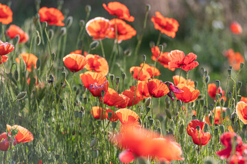 Bright red poppies blooming in the meadow on a summer sunny day.