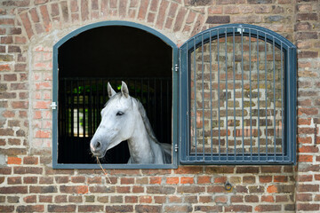 Ein weißes Pferd blickt aus dem Fenstern seiner Stallbox.