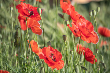 Obraz premium Bright red poppies blooming in the meadow on a summer sunny day.