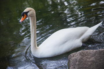 White swan swims on the pond close up