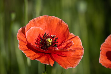 Red poppy in the morning in the garden on a summer day.