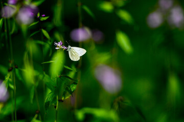 Ein Schmetterling sitzt auf einer Bl&uuml;te im hohen Gras.