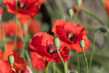 A group of red poppies in the garden on a summer day.