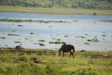 wild horses on the river
