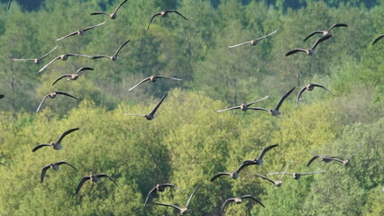 Flock of Taiga bean goose (Anser fabalis) flying above the Berezina river in Belarus