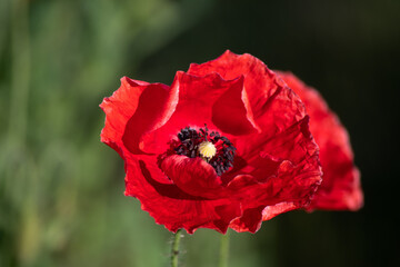 Red poppy and a bee in the morning in the garden on a summer day.
