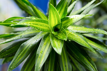Obraz premium Fluffy bush green leaves long green closeup. Daylily bush green leaves