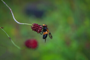 Hoverflies, also called flower flies or syrphid flies, make up the insect family Syrphidae.